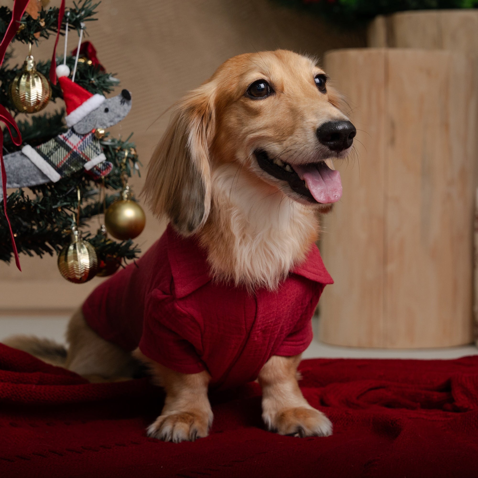 LAID-BACK LOUIE - XMAS EDITION