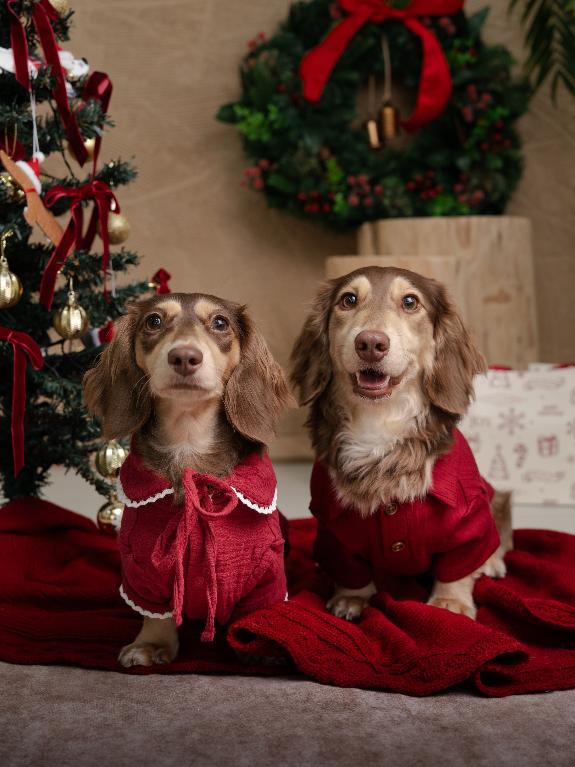 DAY-DREAMING DOTTIE - XMAS EDITION