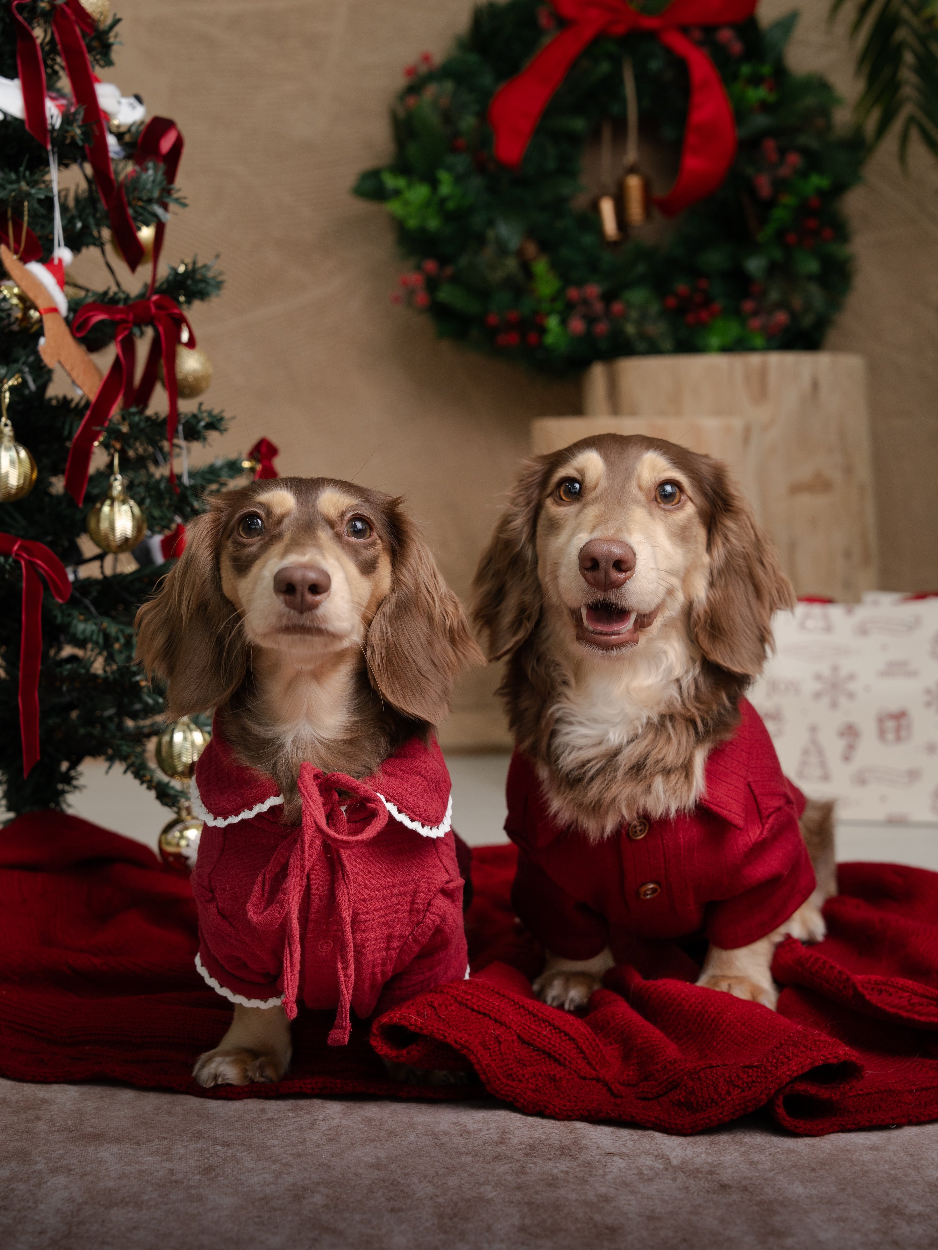 DAY-DREAMING DOTTIE - XMAS EDITION