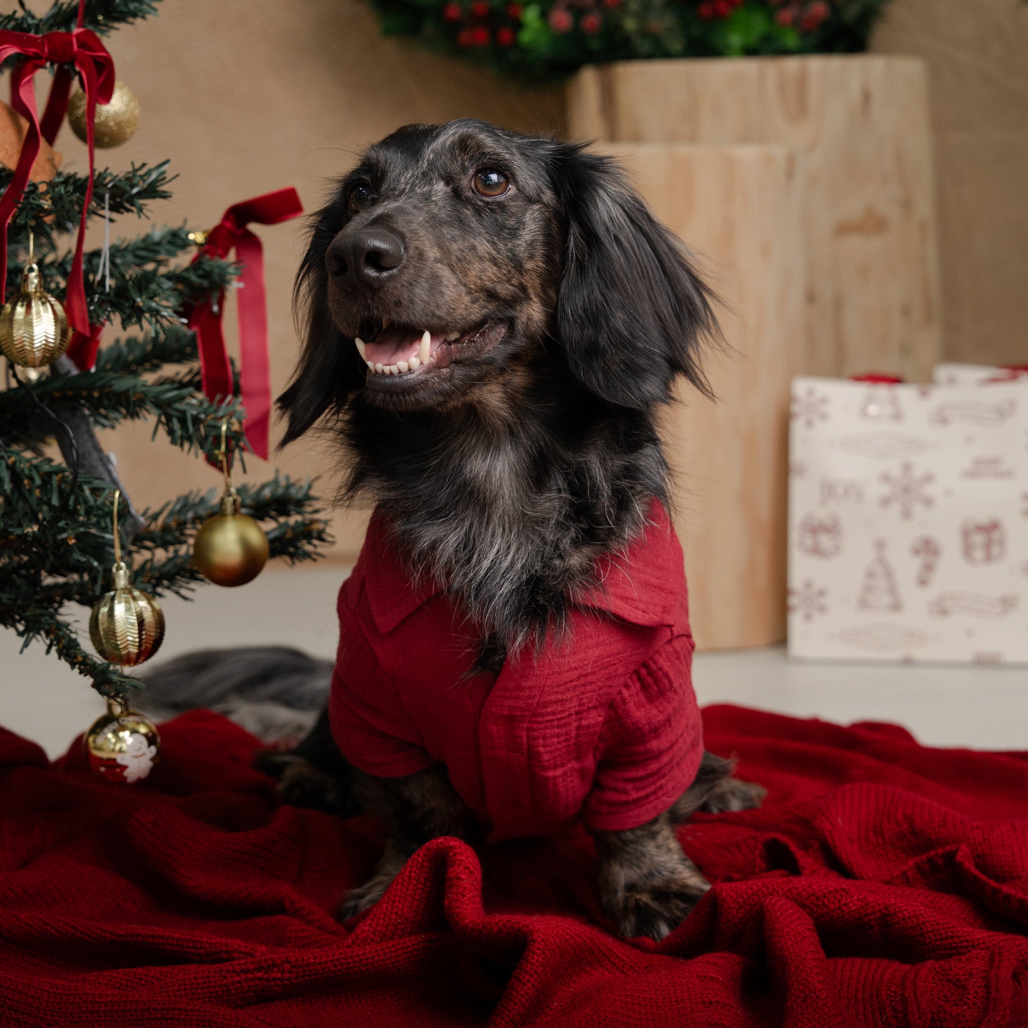 LAID-BACK LOUIE - XMAS EDITION