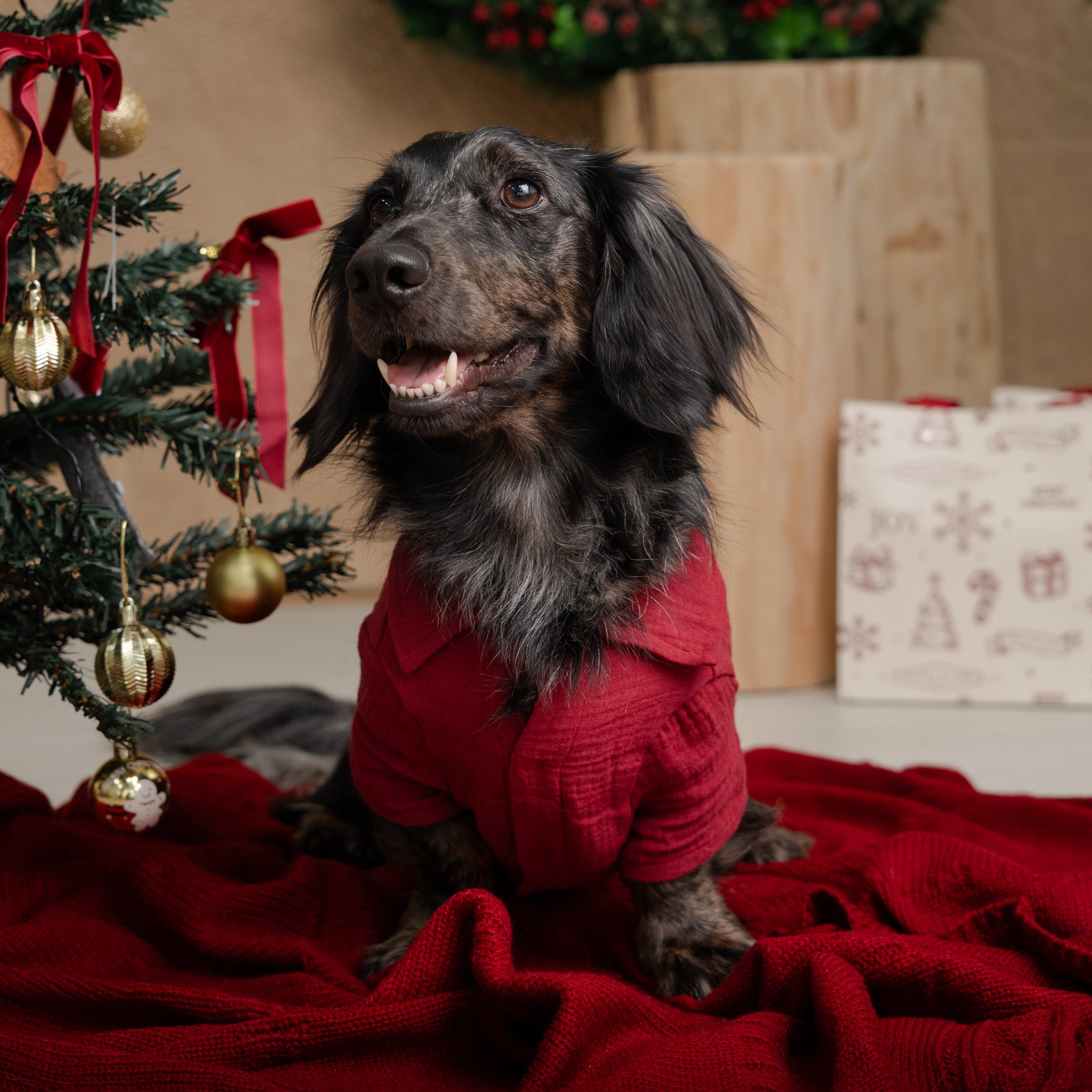 LAID-BACK LOUIE - XMAS EDITION