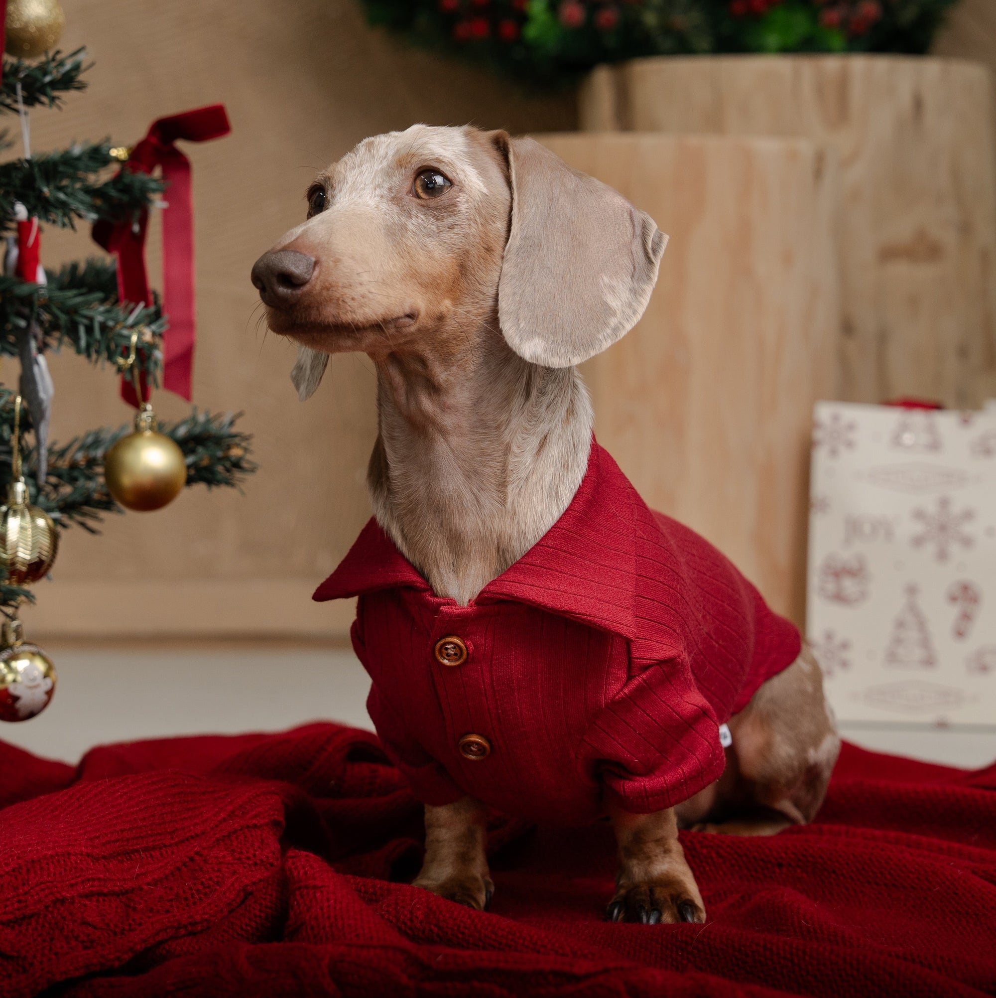 BUTTON-UP BENNY - XMAS EDITION