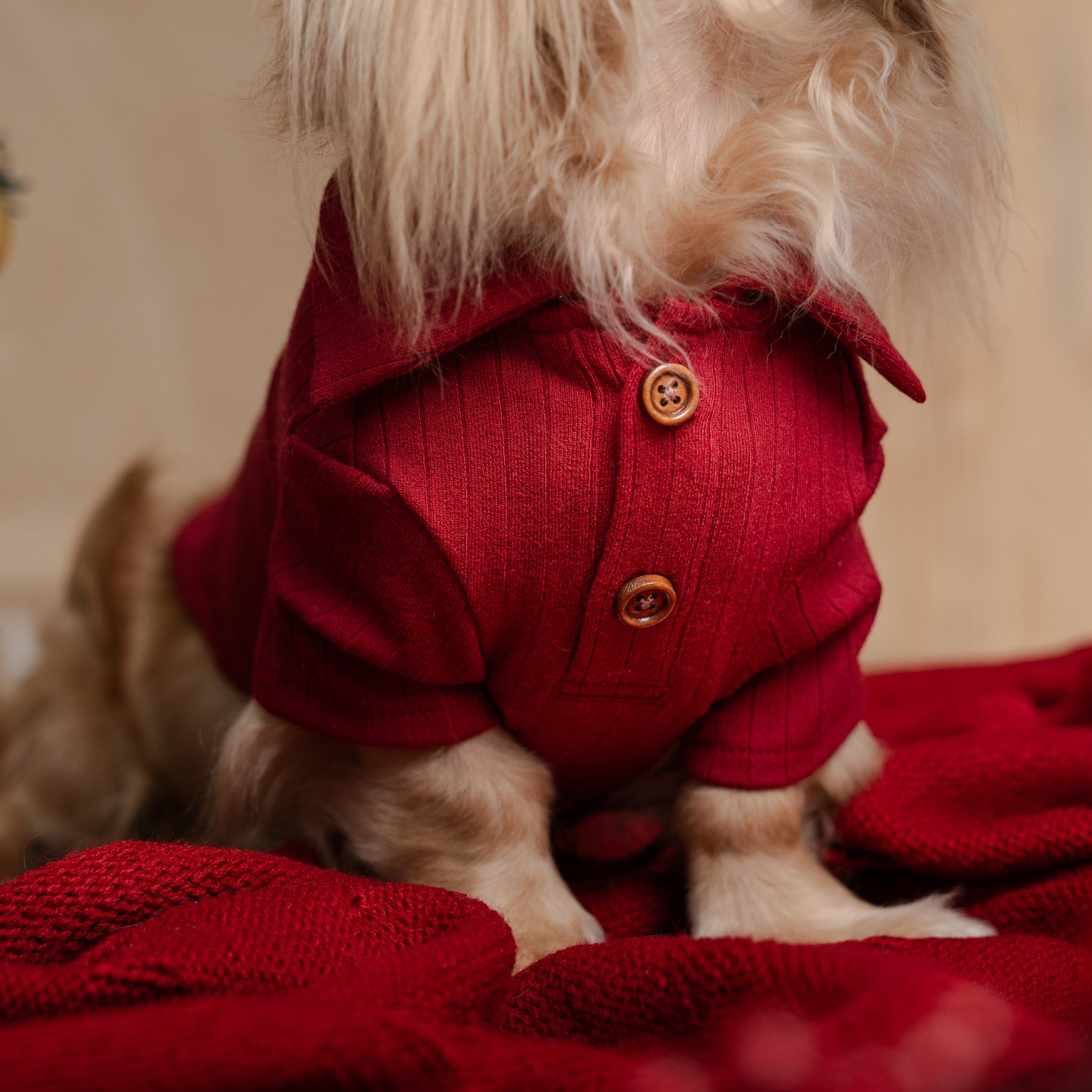 BUTTON-UP BENNY - XMAS EDITION