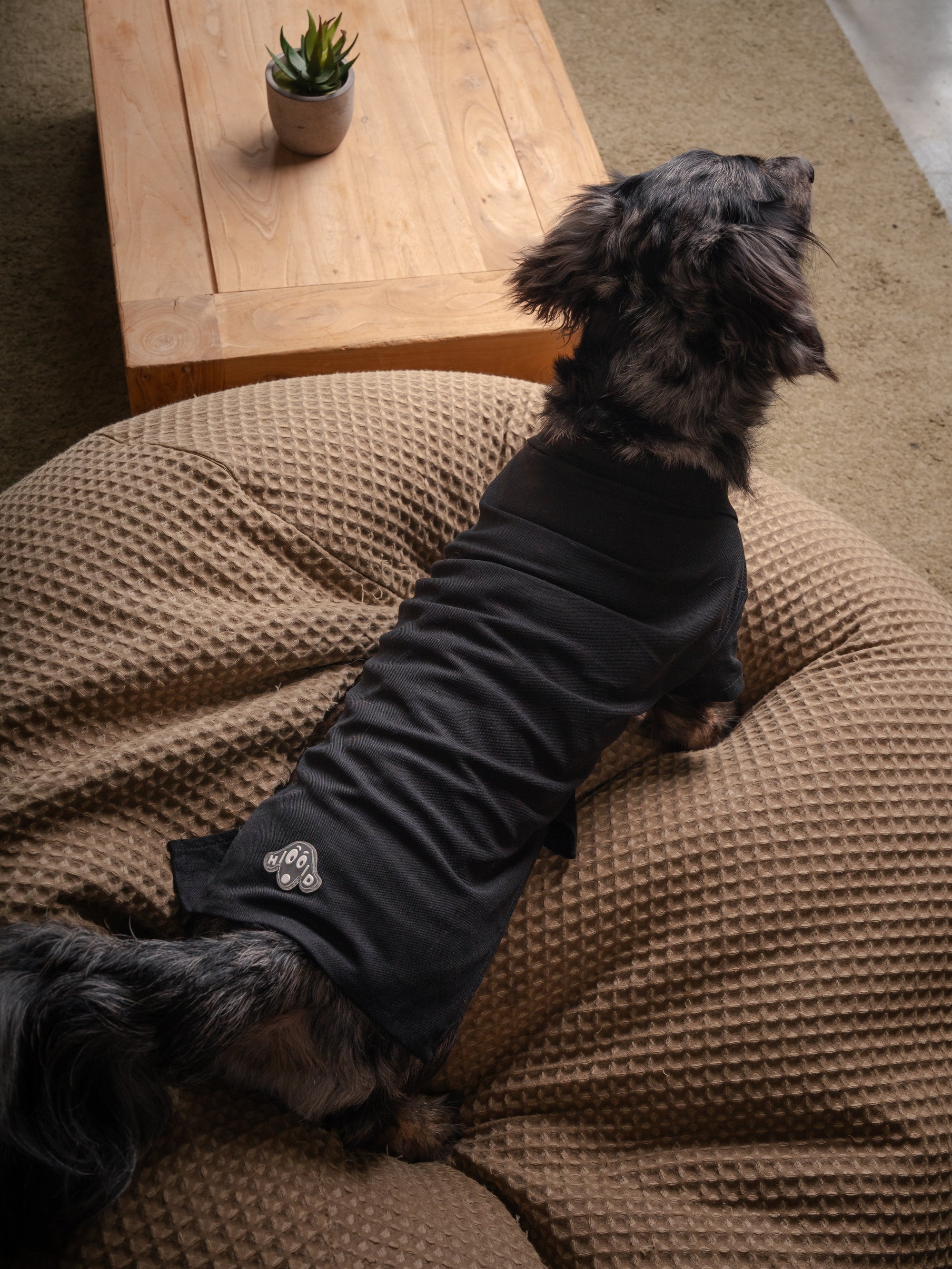 GOOD-DOG GUS