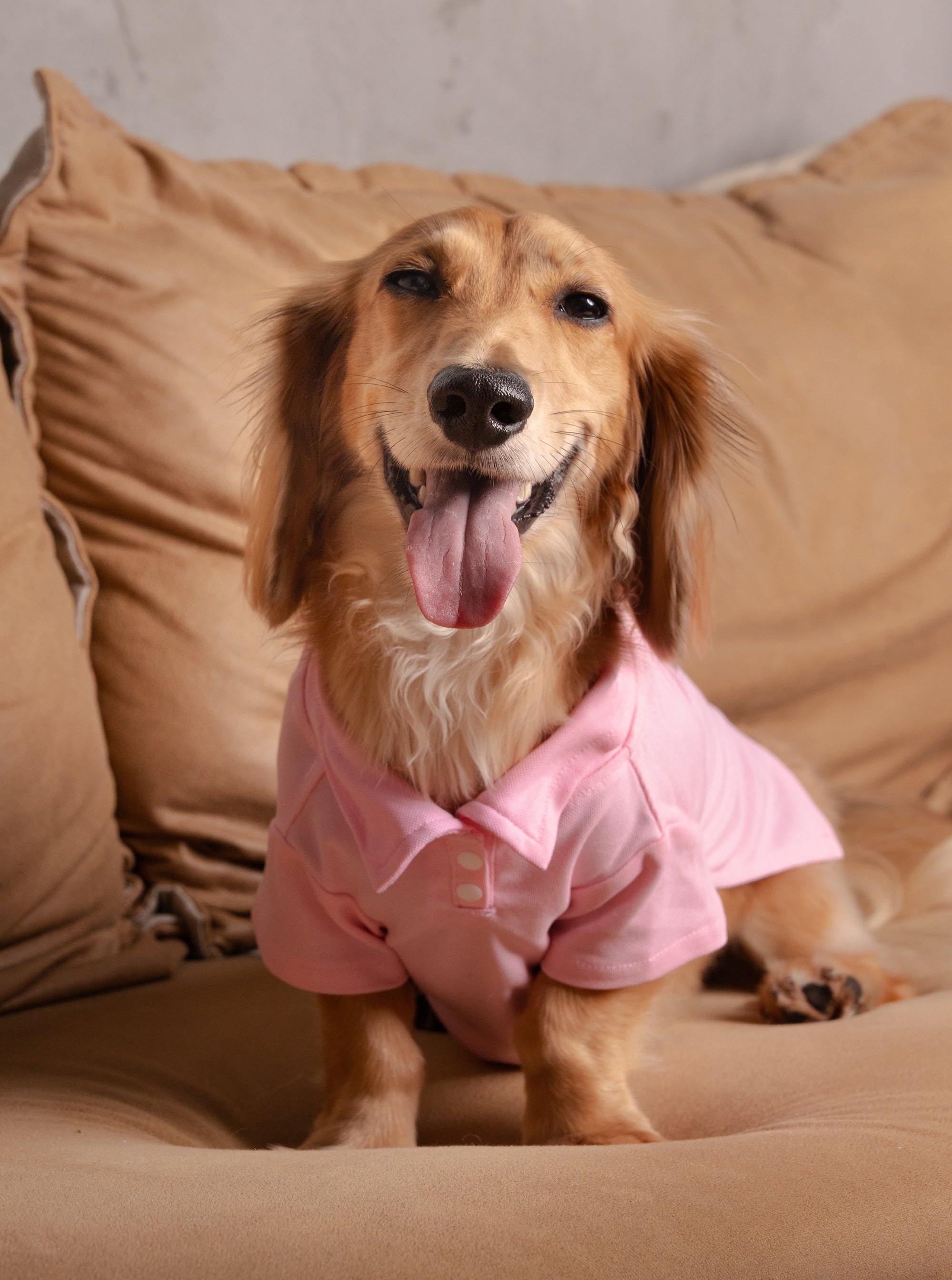 GOOD-DOG GUS